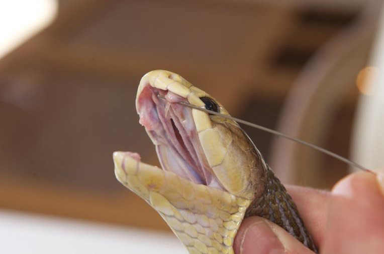 Detail photo of a Venomous Snake's Fangs