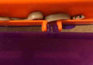 Baby Eastern Brown Snake found in Lunchbox