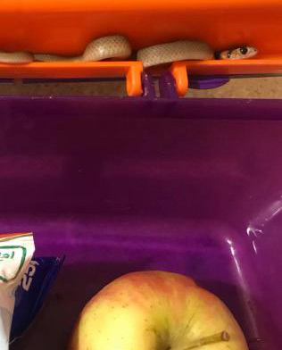 Baby Eastern Brown Snake Found in Child's Lunchbox