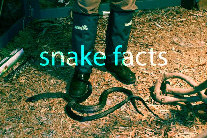 Snake Facts from SnakeProtex Extreme Gaiters