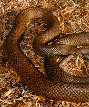 Dugite or Western Brown Snake