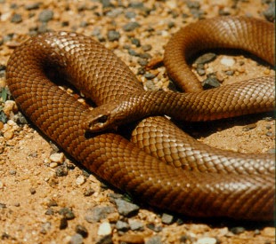 The Common Eastern Brown Snake