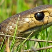 Eastern Brown Snake in Grass